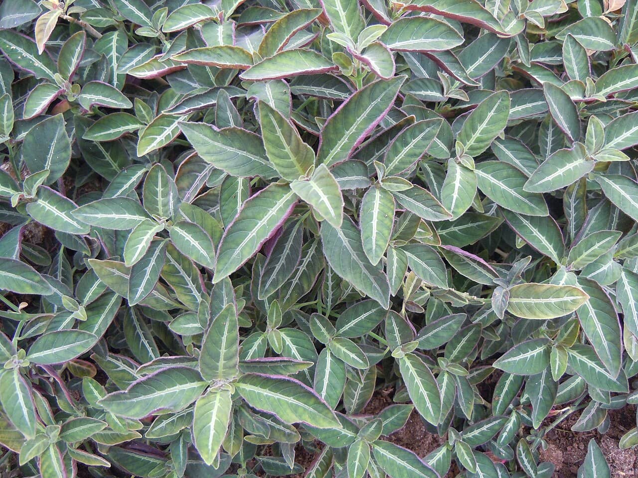 Ruellia makoyana (Ruellia makoyana), the whole plant.