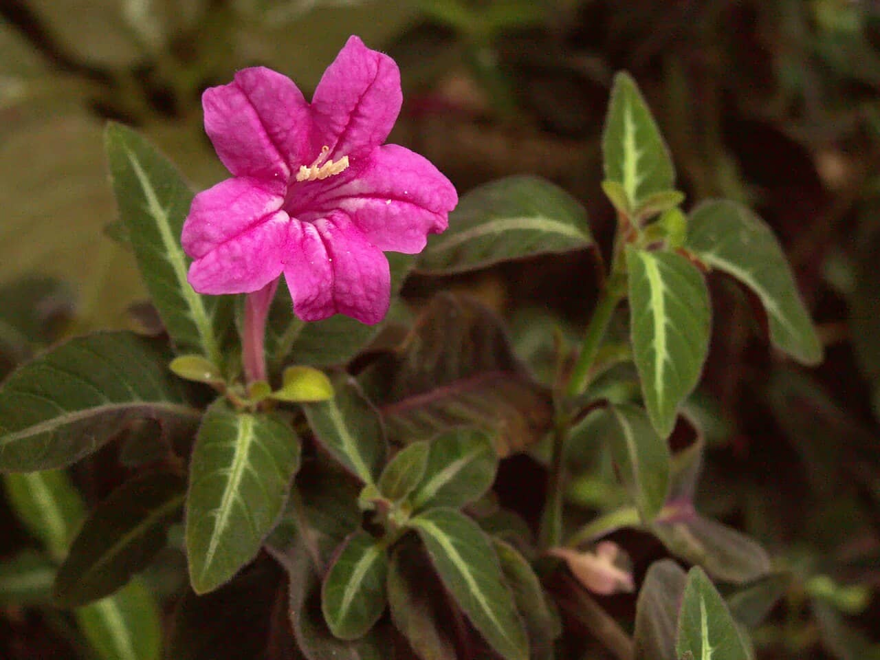 Flowers of Ruellia makoyana (Ruellia makoyana).