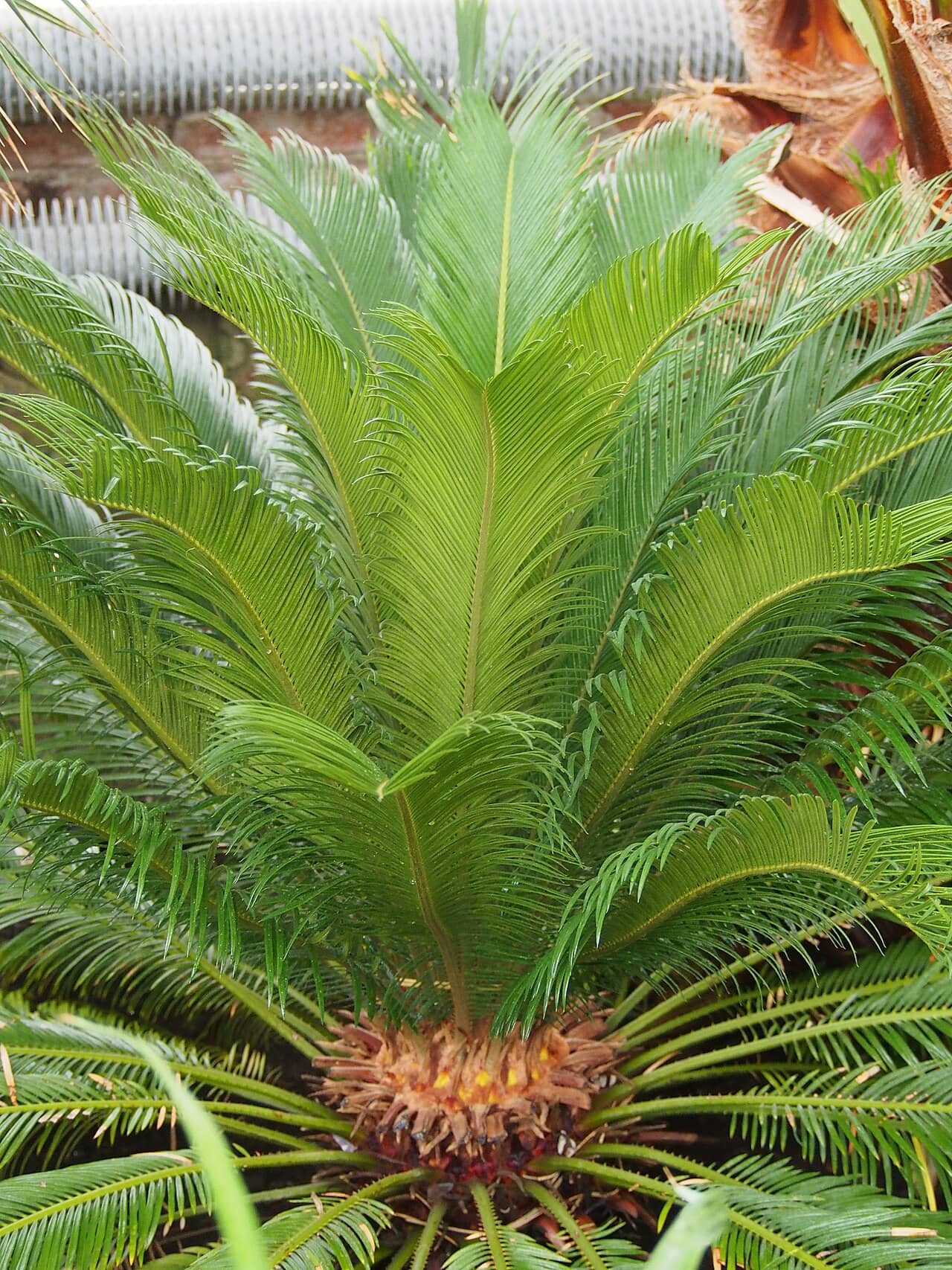 Sago palm (Cycas revoluta), the whole plant.