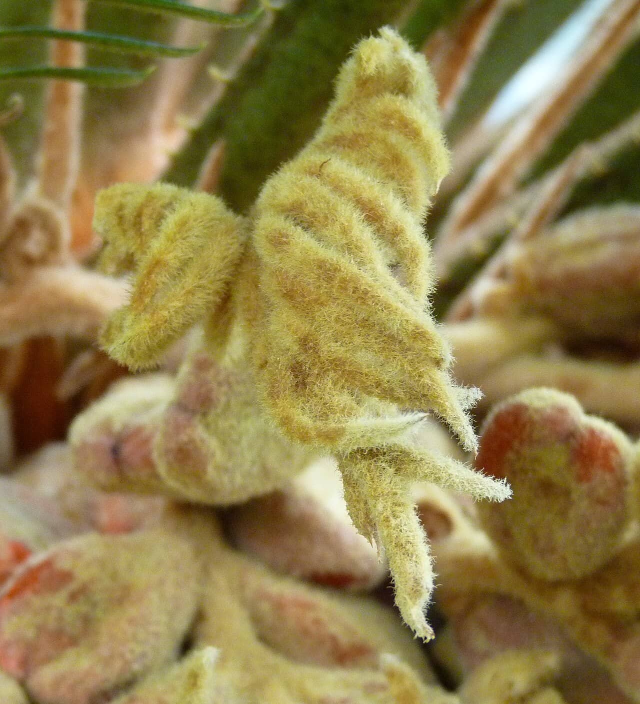 Close view of Sago palm (Cycas revoluta) foliage.