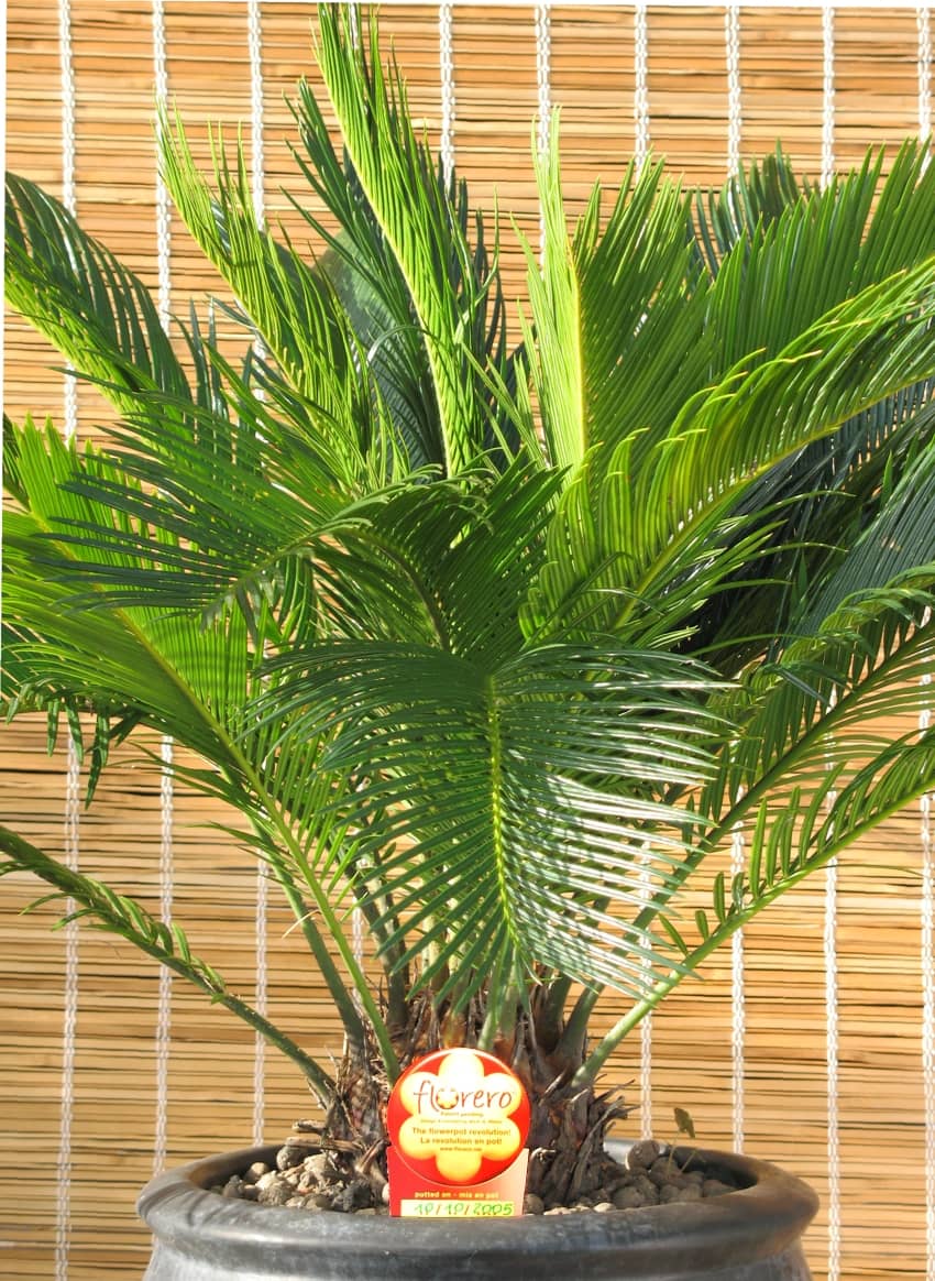 Sago palm (Cycas revoluta) growing in a pot.