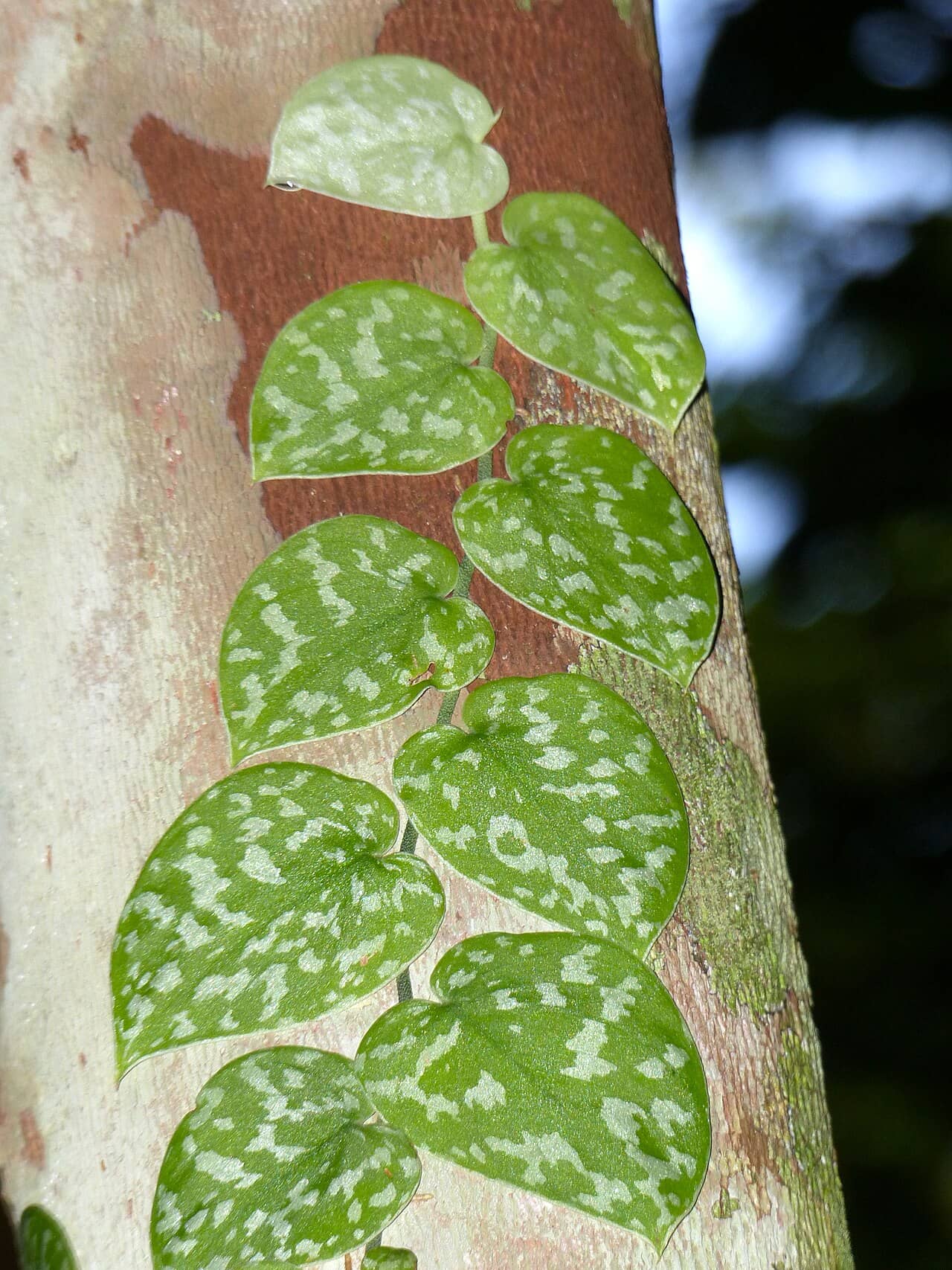 Satin pothos (Scindapsus pictus), the whole plant.