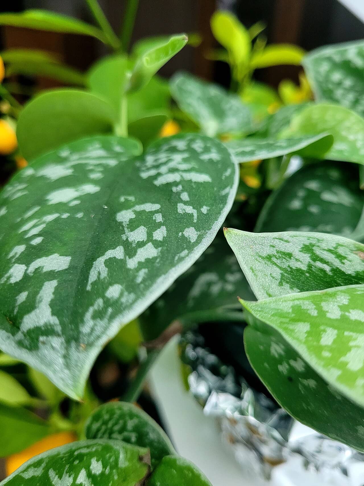 Close view of Satin pothos (Scindapsus pictus) foliage.