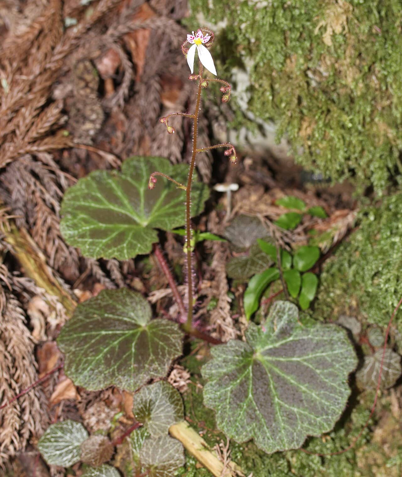 Strawberry begonia (Saxifraga stolonifera), the whole plant.