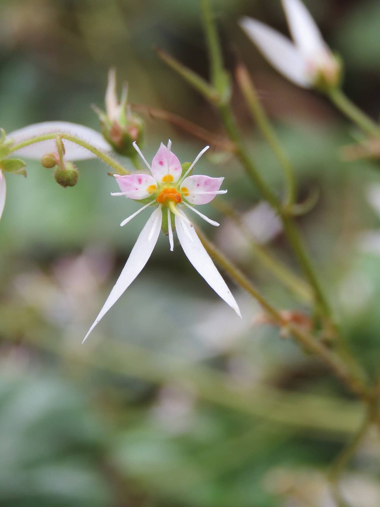 Flowers of Strawberry begonia (Saxifraga stolonifera).