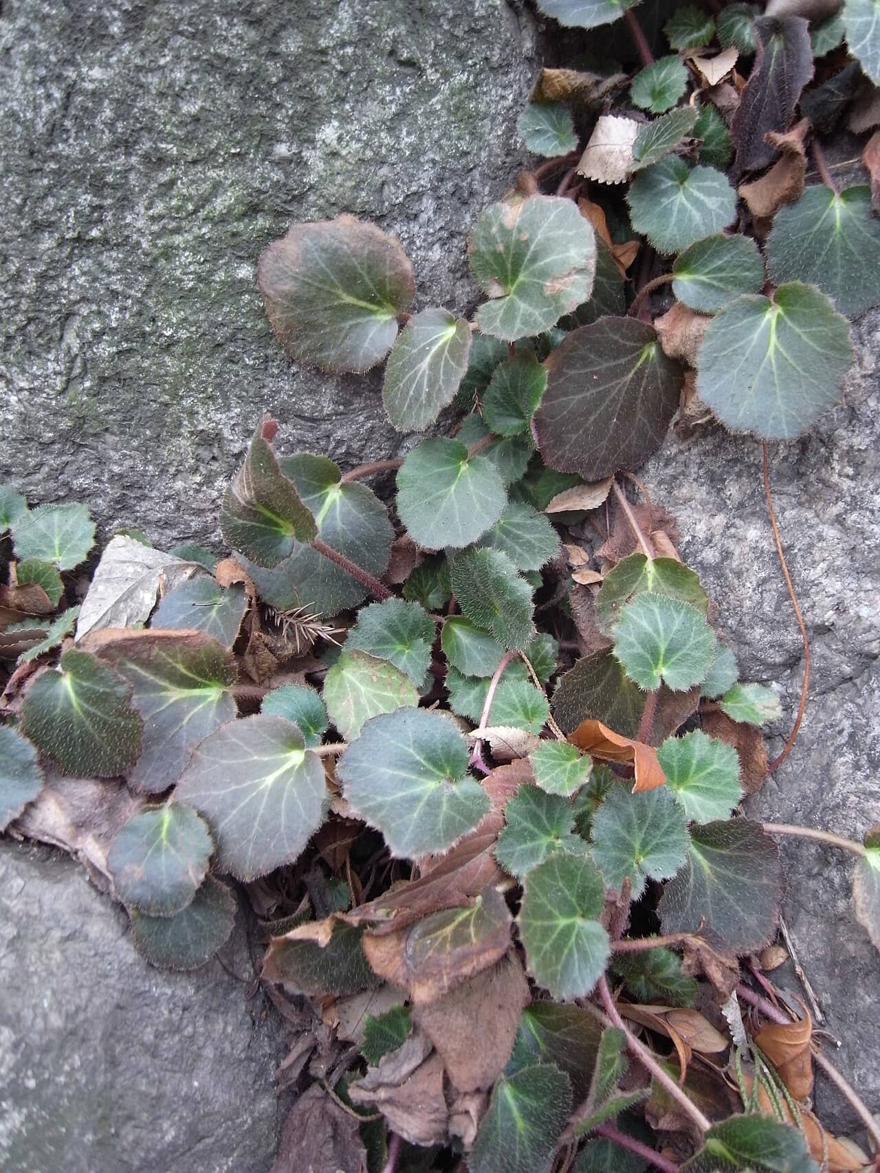 Strawberry begonia (Saxifraga stolonifera) growing wild.