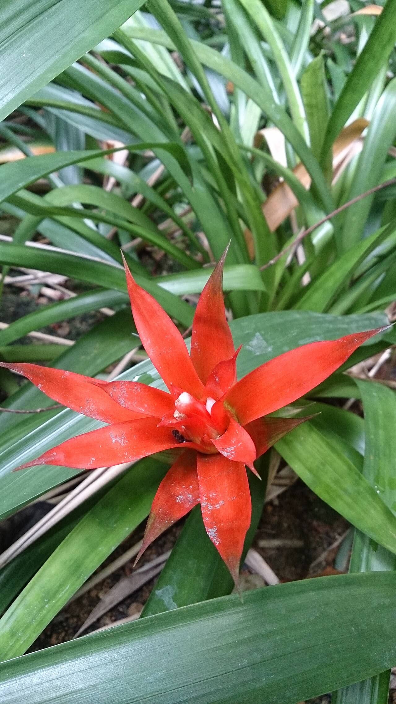 Scarlet star (Guzmania lingulata), the whole plant.