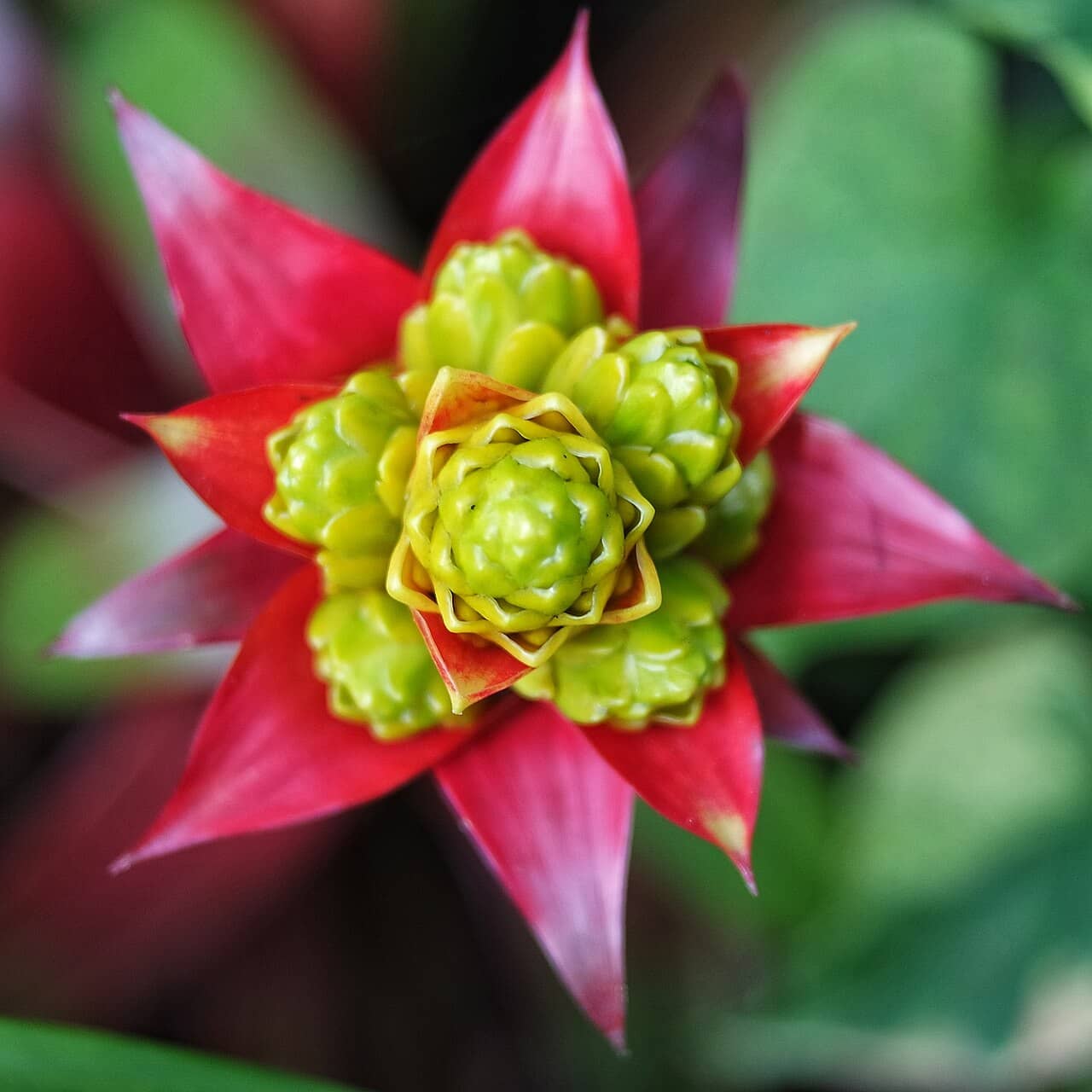 Flowers of Scarlet star (Guzmania lingulata).