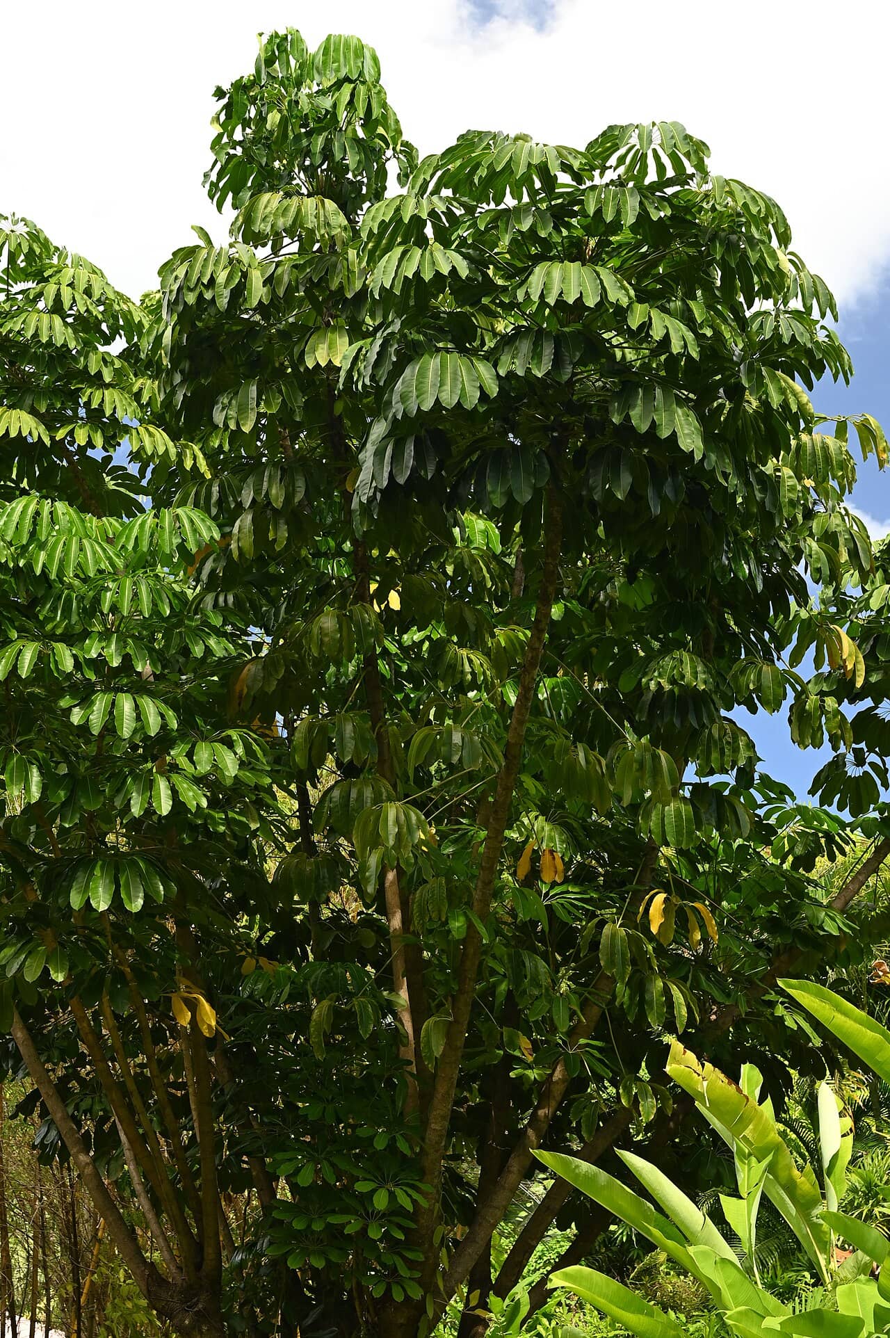 Schefflera (Heptapleurum actinophyllum), the whole plant.