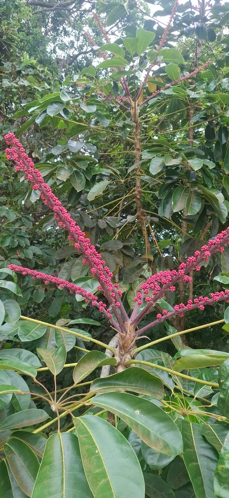 Flowers of Schefflera (Heptapleurum actinophyllum).