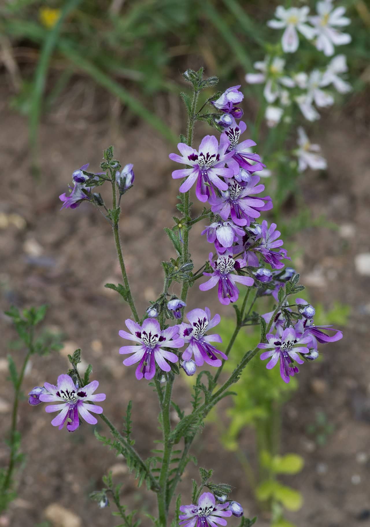 Butterfly Flower (Schizanthus pinnatus), the whole plant.