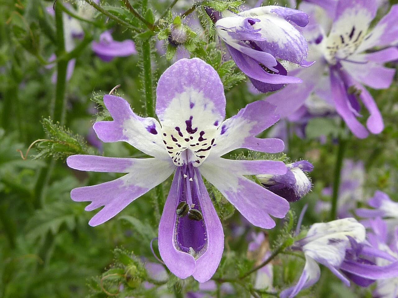 Flowers of Butterfly Flower (Schizanthus pinnatus).