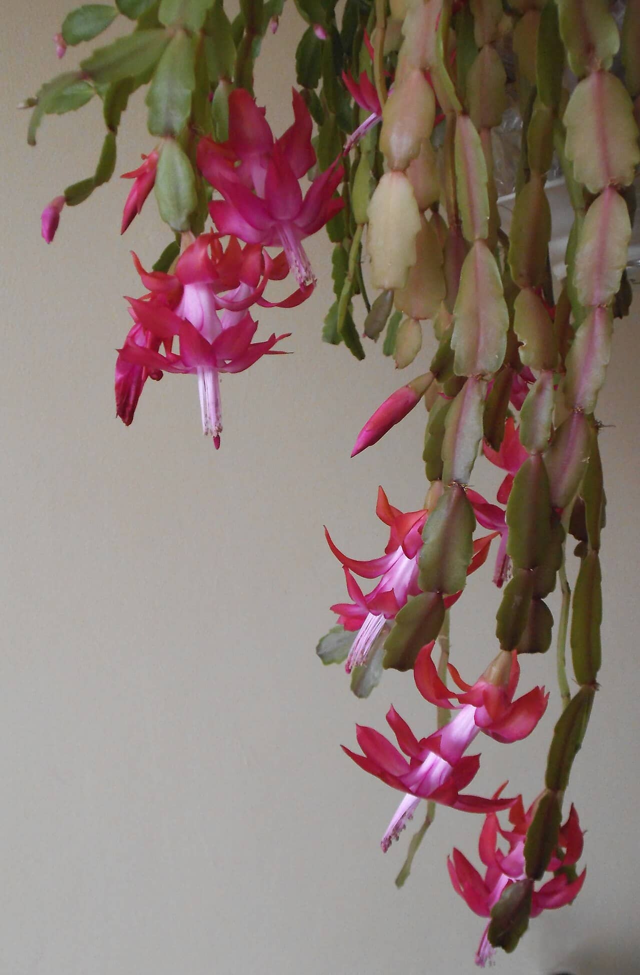 Christmas Cactus (Schlumbergera × buckleyi), the whole plant.
