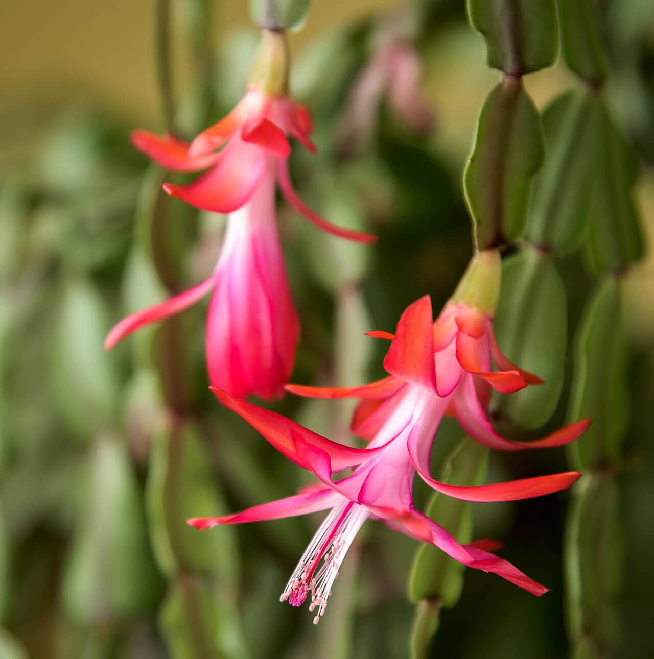 Flowers of Christmas Cactus (Schlumbergera × buckleyi).