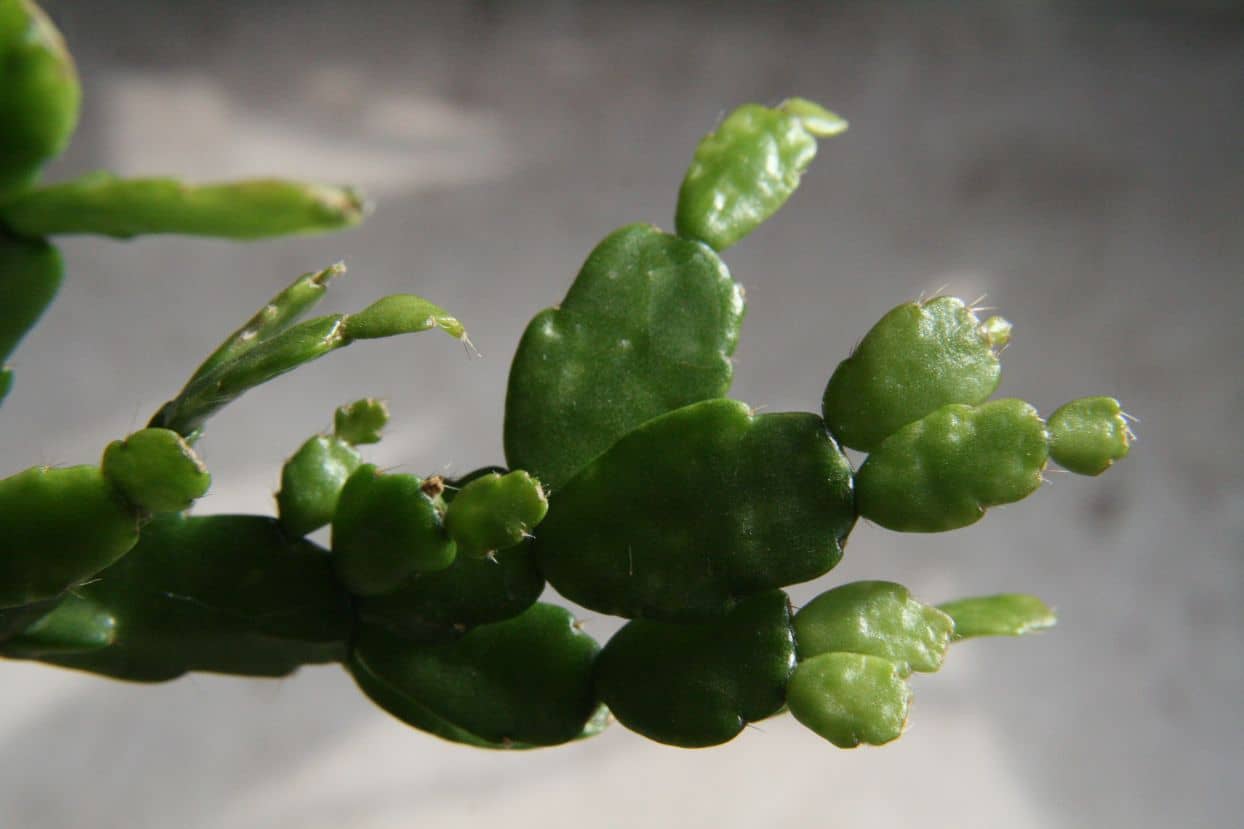 Close view of Christmas Cactus (Schlumbergera russelliana) foliage.