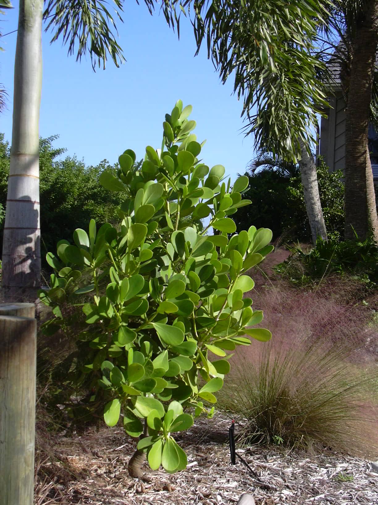 Scotch attorney (Clusia rosea), the whole plant.