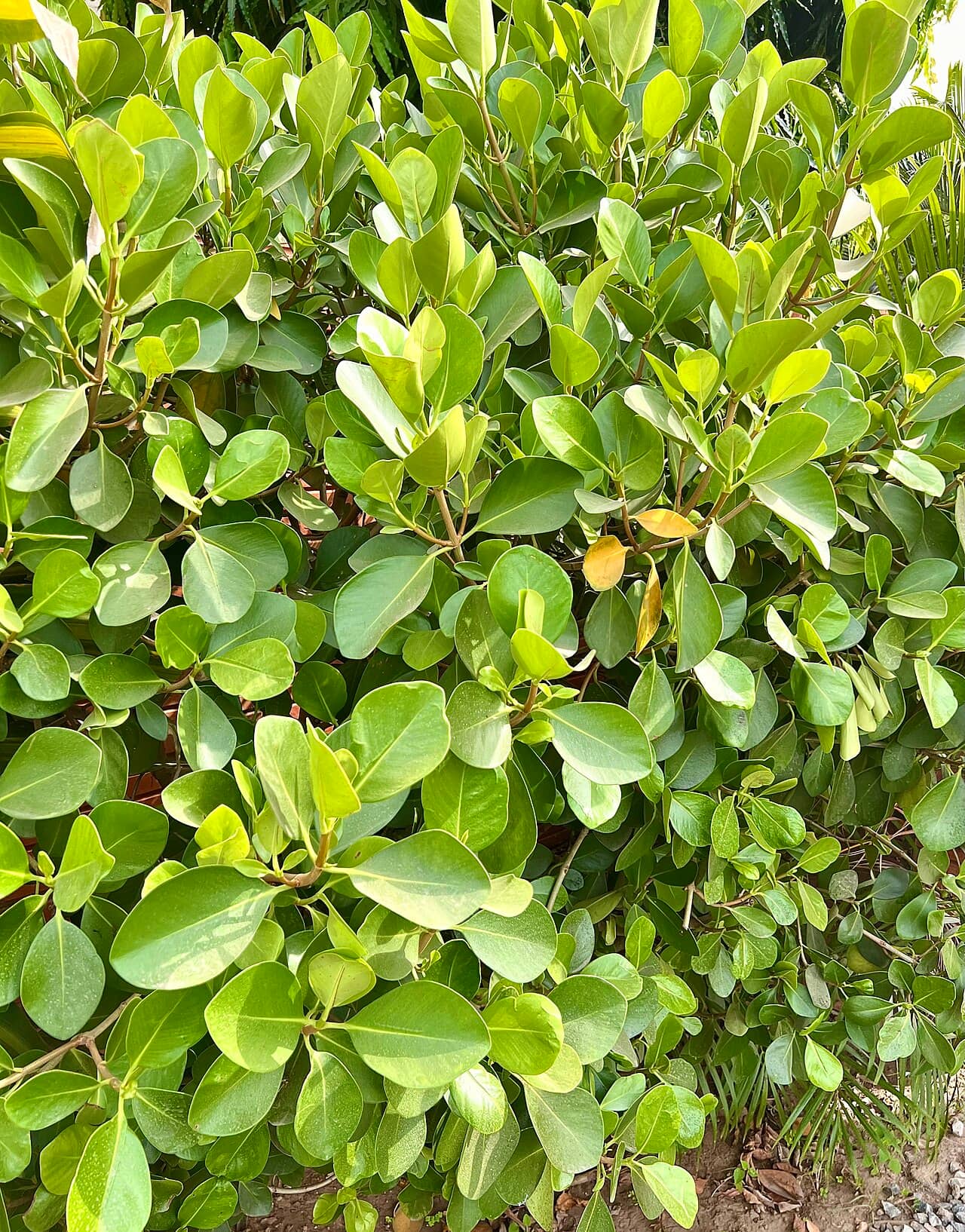 Close view of Scotch attorney (Clusia rosea) foliage.