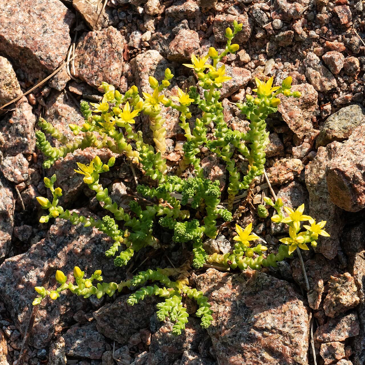 Biting Stonecrop (Sedum acre), the whole plant.