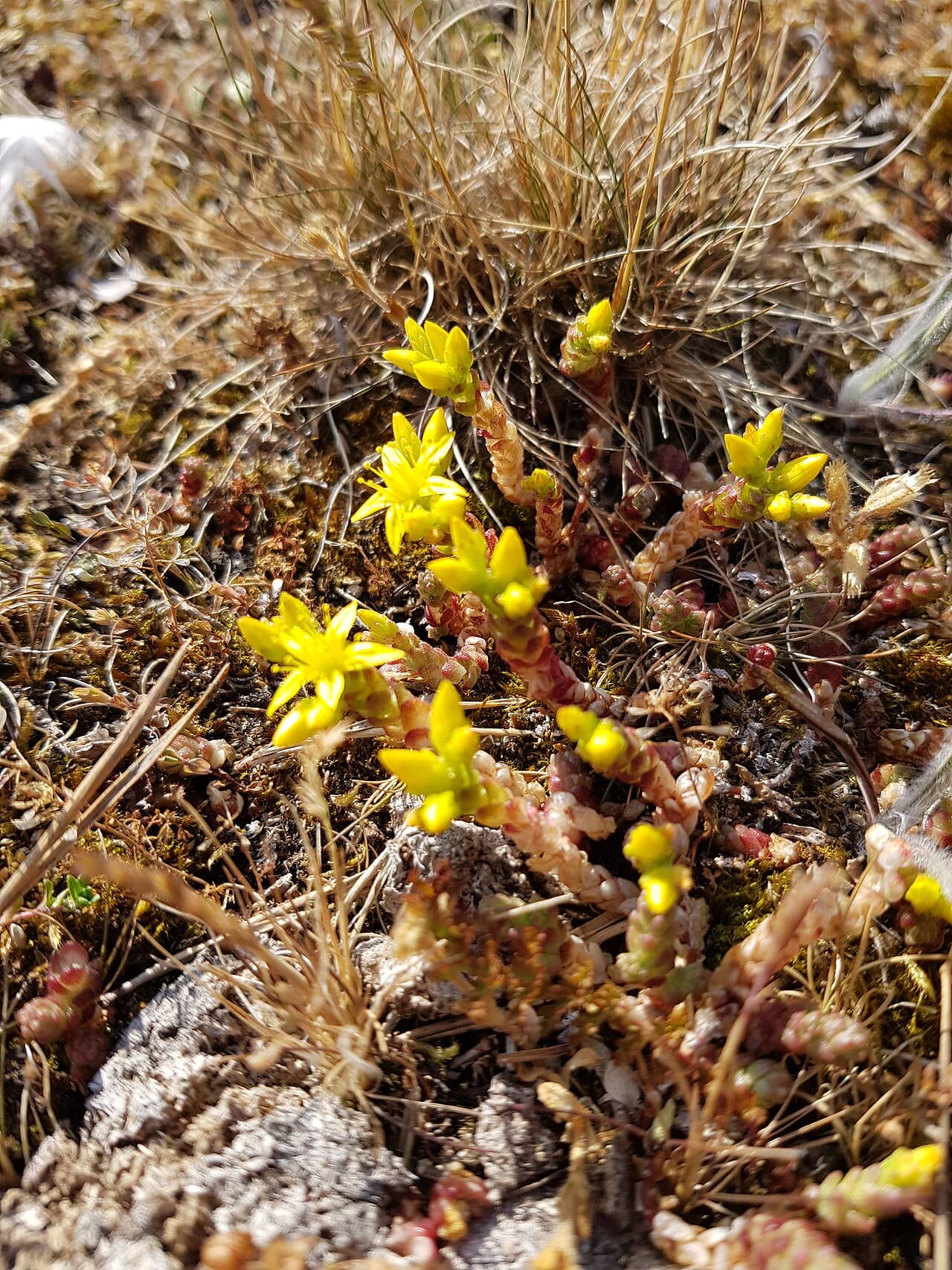 Flowers of Biting Stonecrop (Sedum acre).