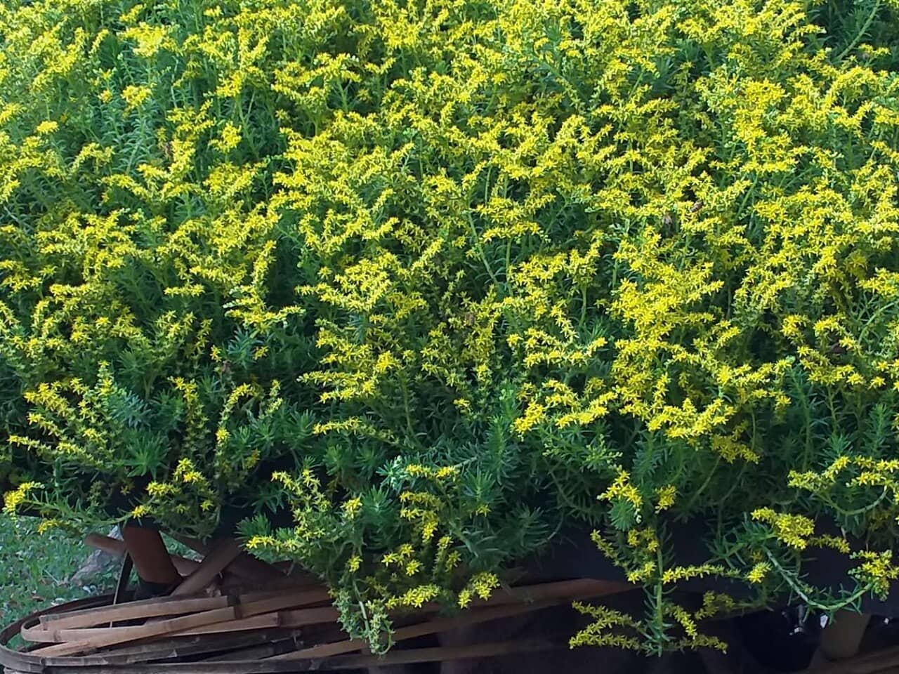 Carpet Sedum (Sedum lineare), the whole plant.
