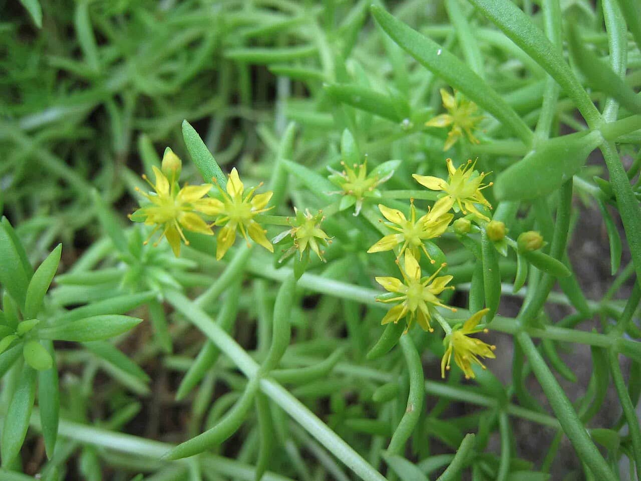 Flowers of Carpet Sedum (Sedum lineare).