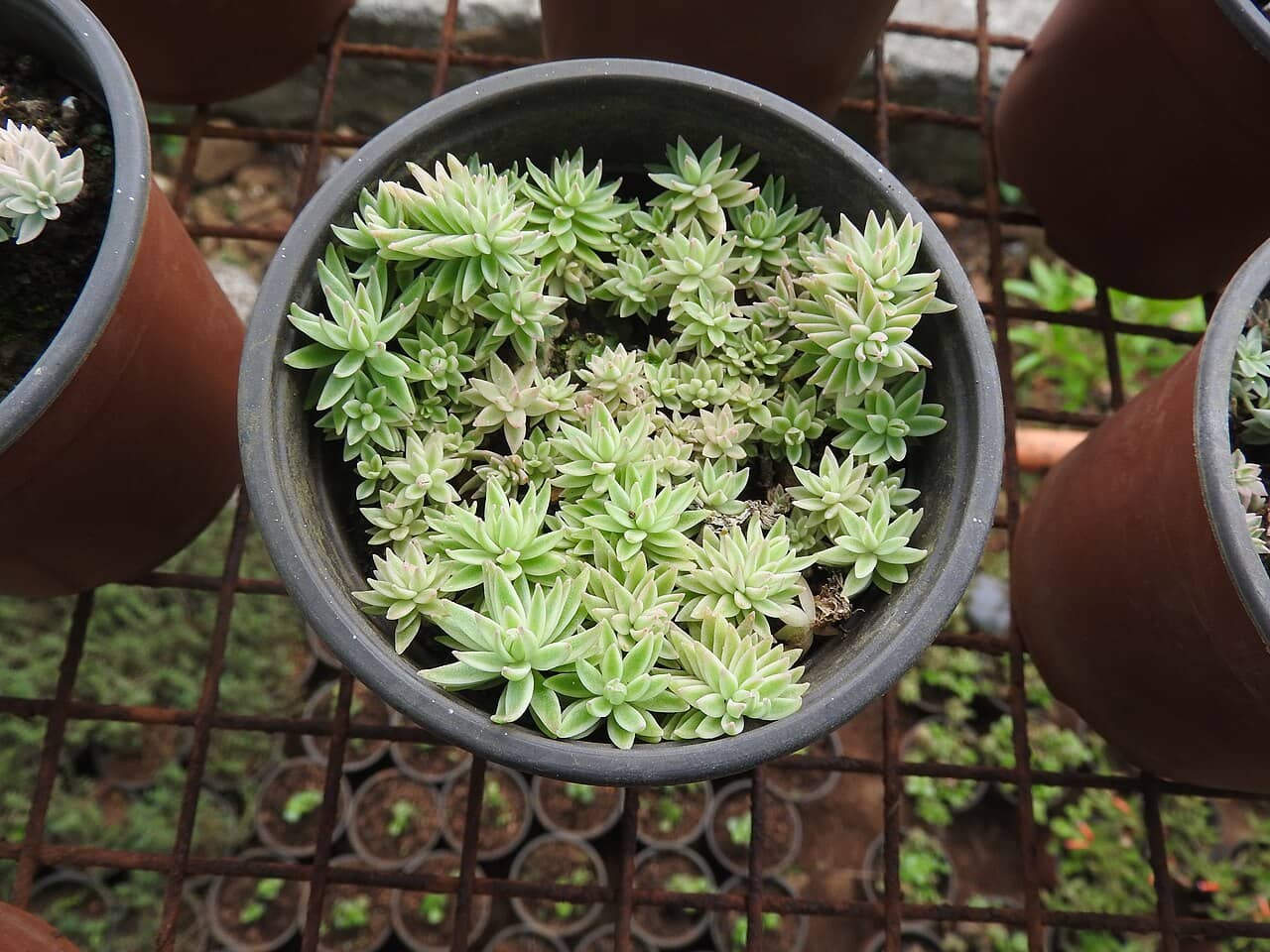 Carpet Sedum (Sedum lineare) growing in a pot.