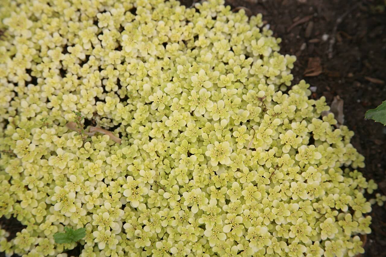 Stonecrop (Sedum makinoi), the whole plant.