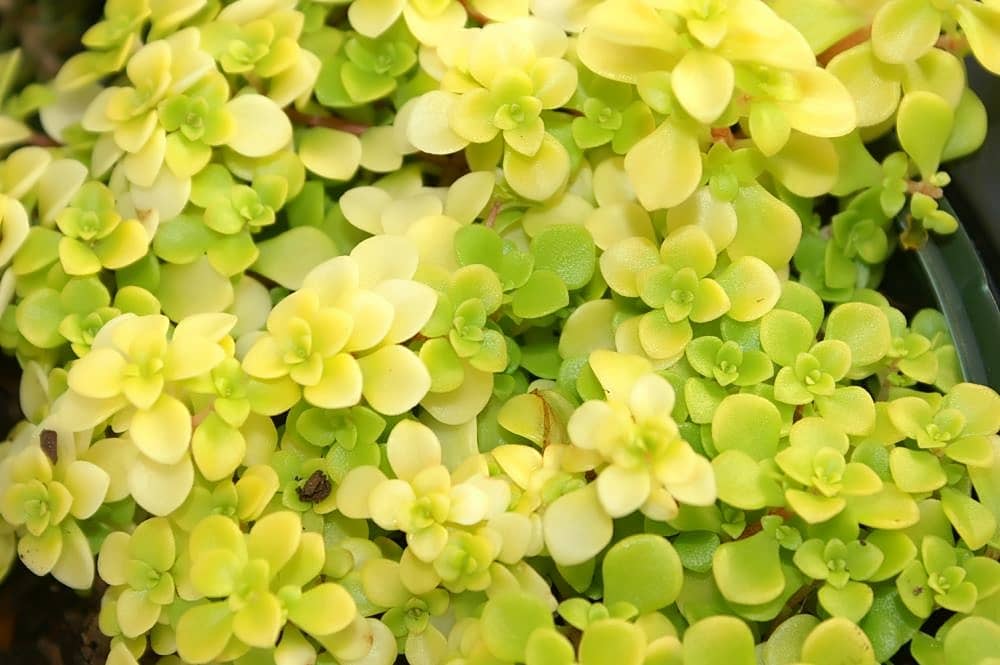 Close view of Stonecrop (Sedum makinoi) foliage.