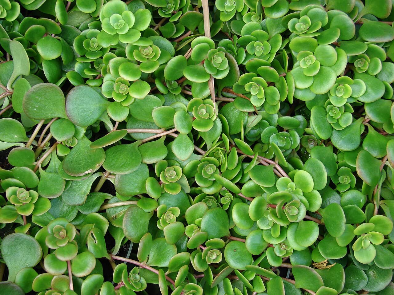 Chinese Sedum (Sedum tetractinum), the whole plant.