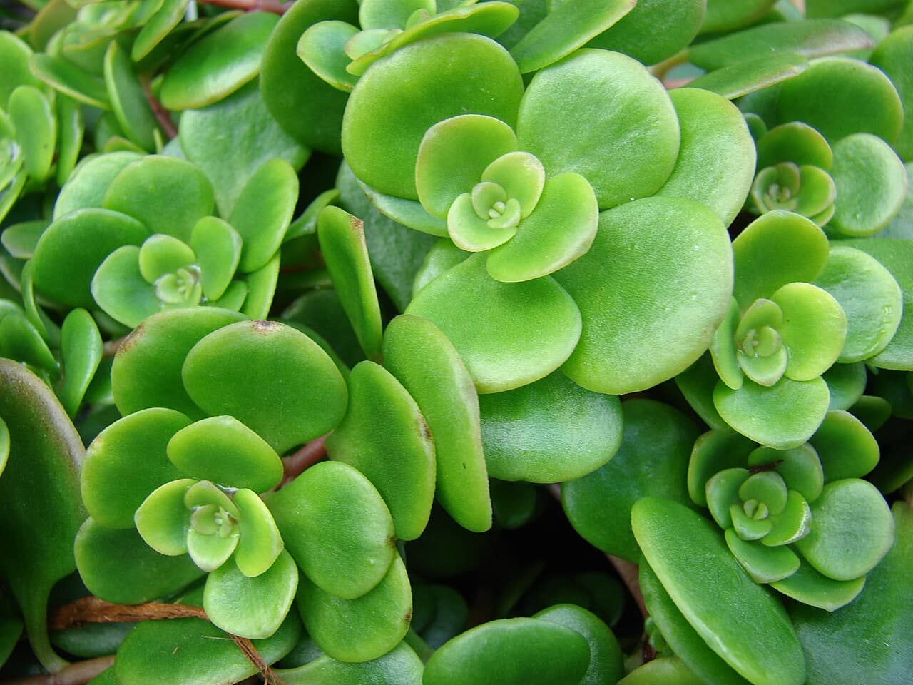 Close view of Chinese Sedum (Sedum tetractinum) foliage.