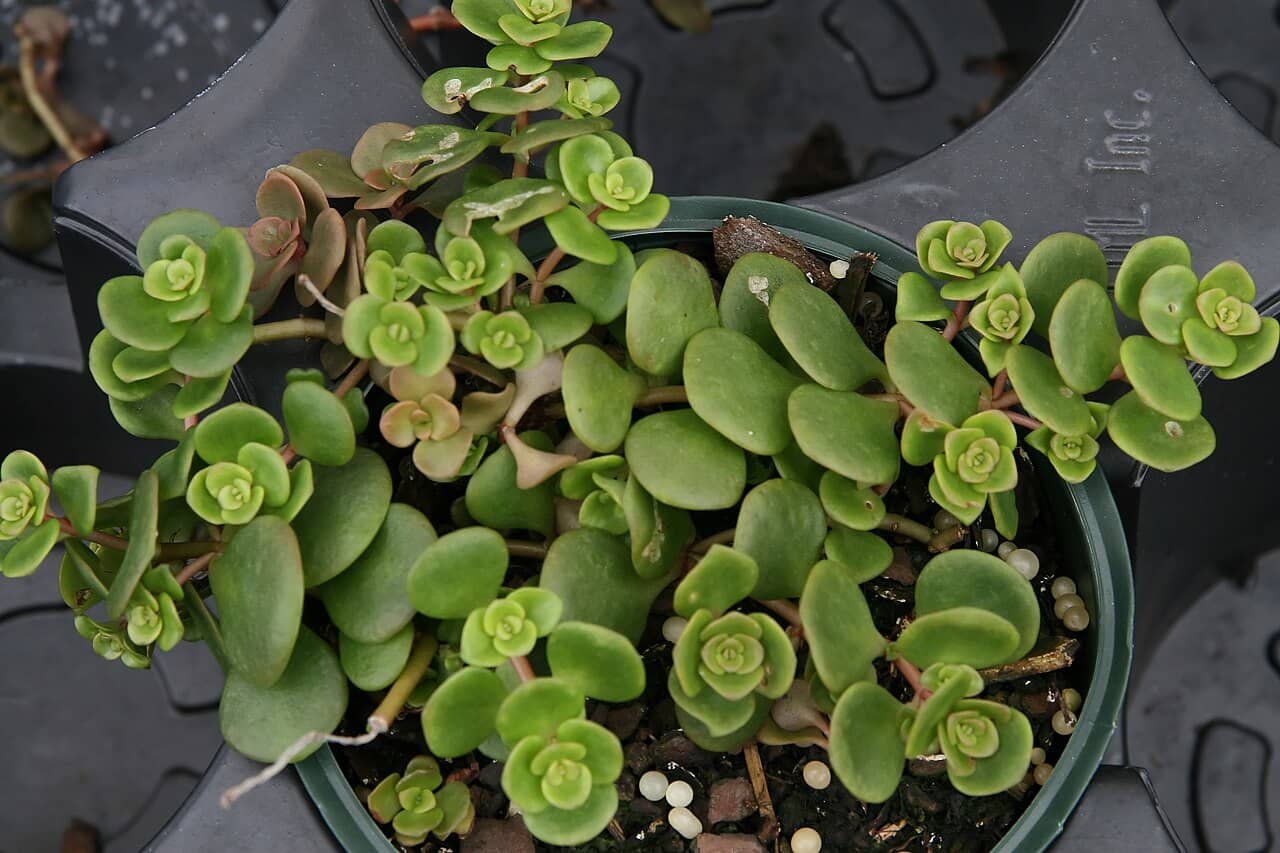 Chinese Sedum (Sedum tetractinum) growing in a pot.