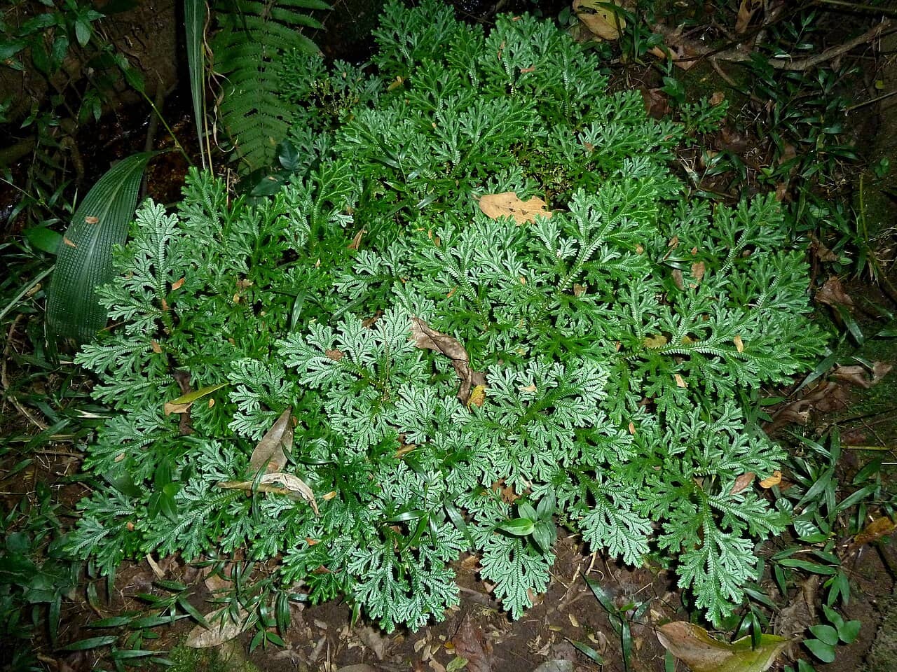 African Clubmoss (Selaginella kraussiana), the whole plant.