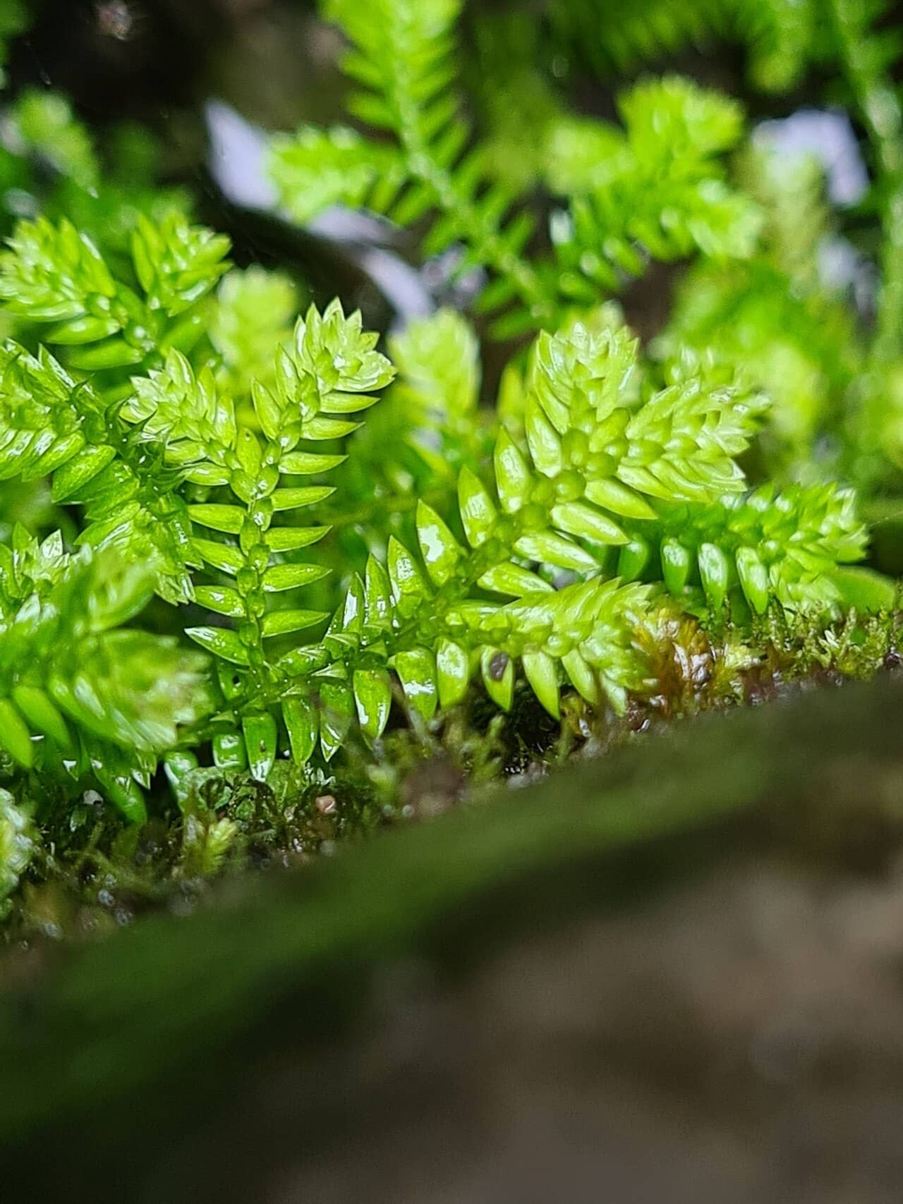 Close view of African Clubmoss (Selaginella kraussiana) foliage.