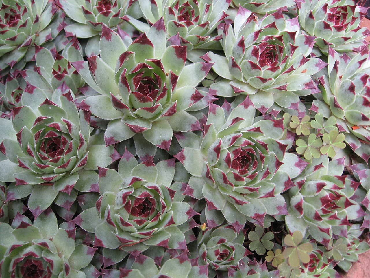 Sempervivum calcareum (Sempervivum calcareum), the whole plant.