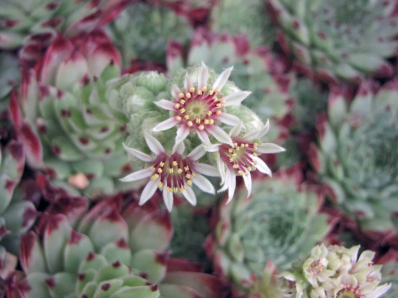 Flowers of Sempervivum calcareum (Sempervivum calcareum).
