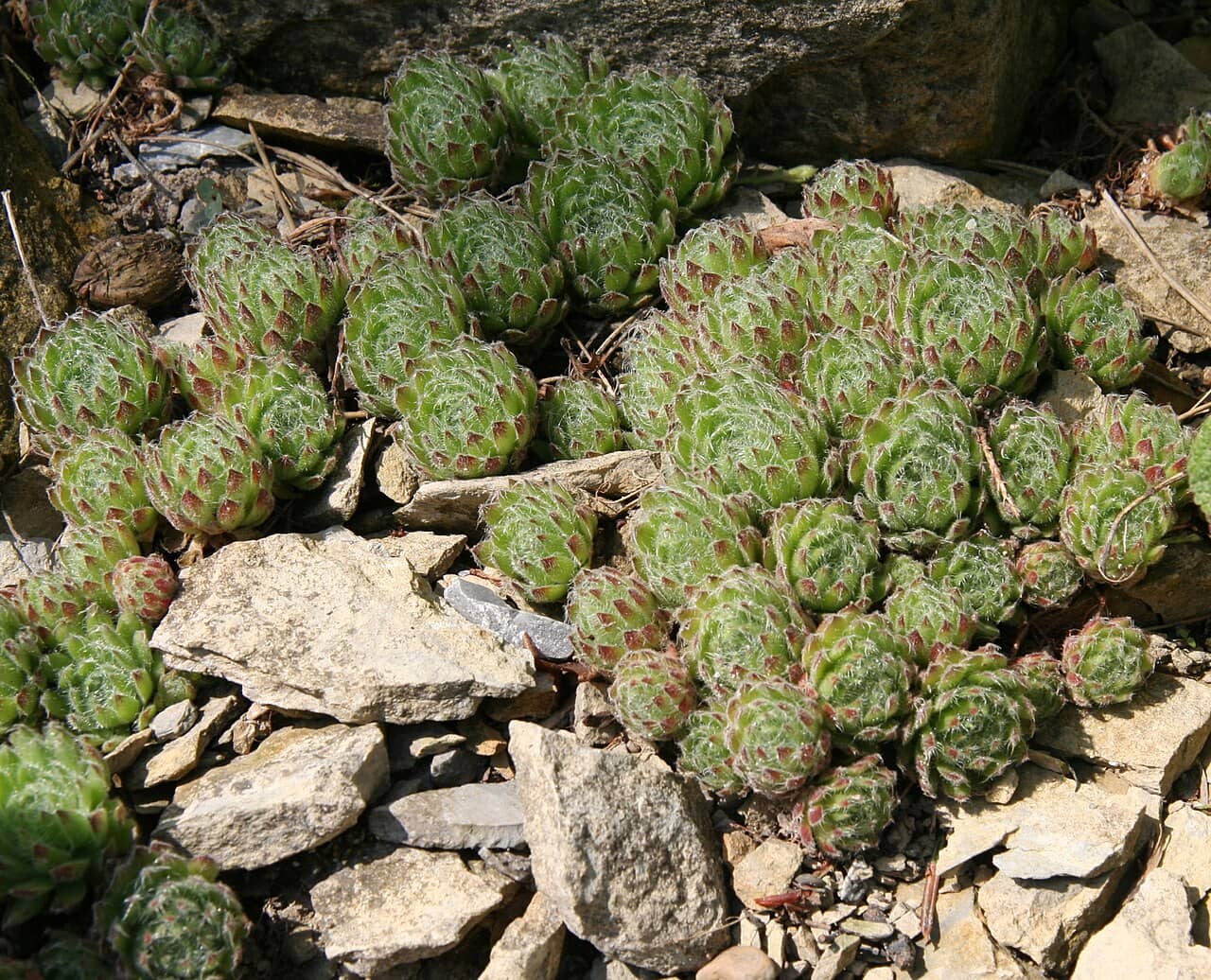 Sempervivum ciliosum (Sempervivum ciliosum), the whole plant.