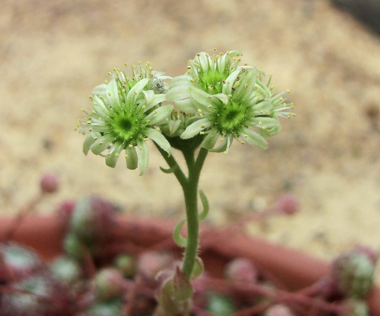 Flowers of Sempervivum ciliosum (Sempervivum ciliosum).