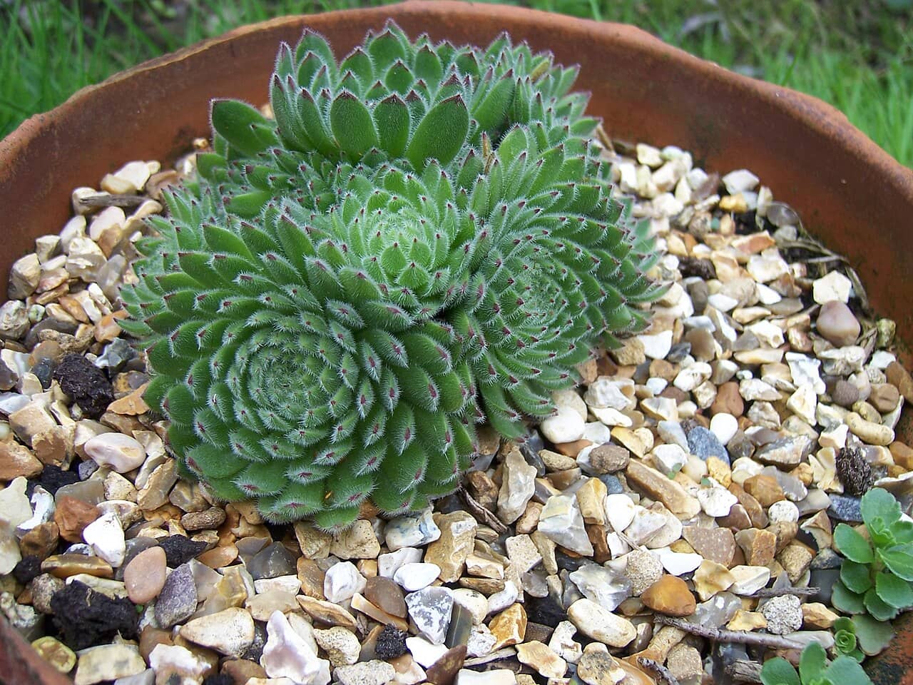 Sempervivum ciliosum (Sempervivum ciliosum) growing in a pot.
