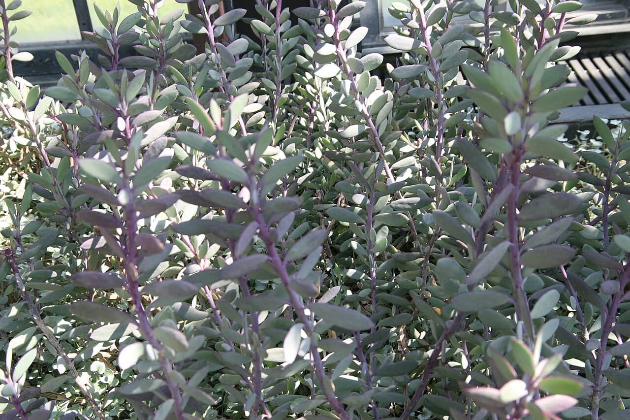 Lavender Steps (Senecio crassissimus), the whole plant.