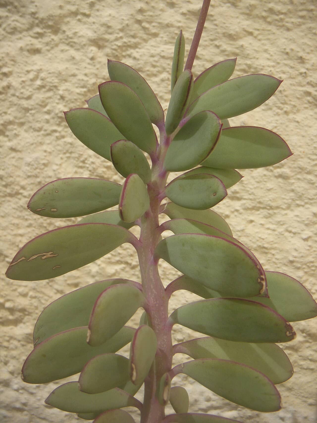 Close view of Lavender Steps (Senecio crassissimus) foliage.