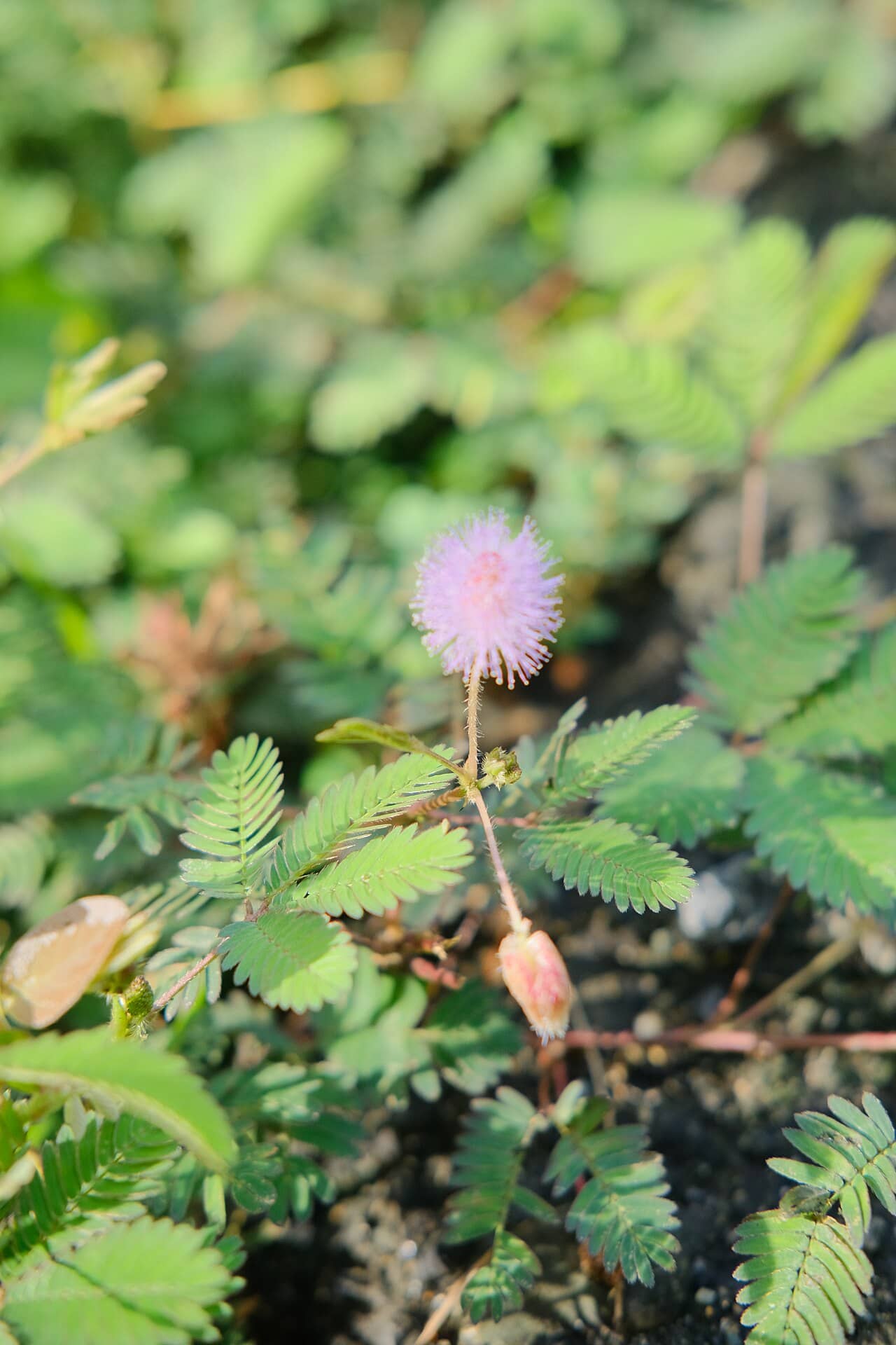 Sensitive Plant (Mimosa pudica), the whole plant.