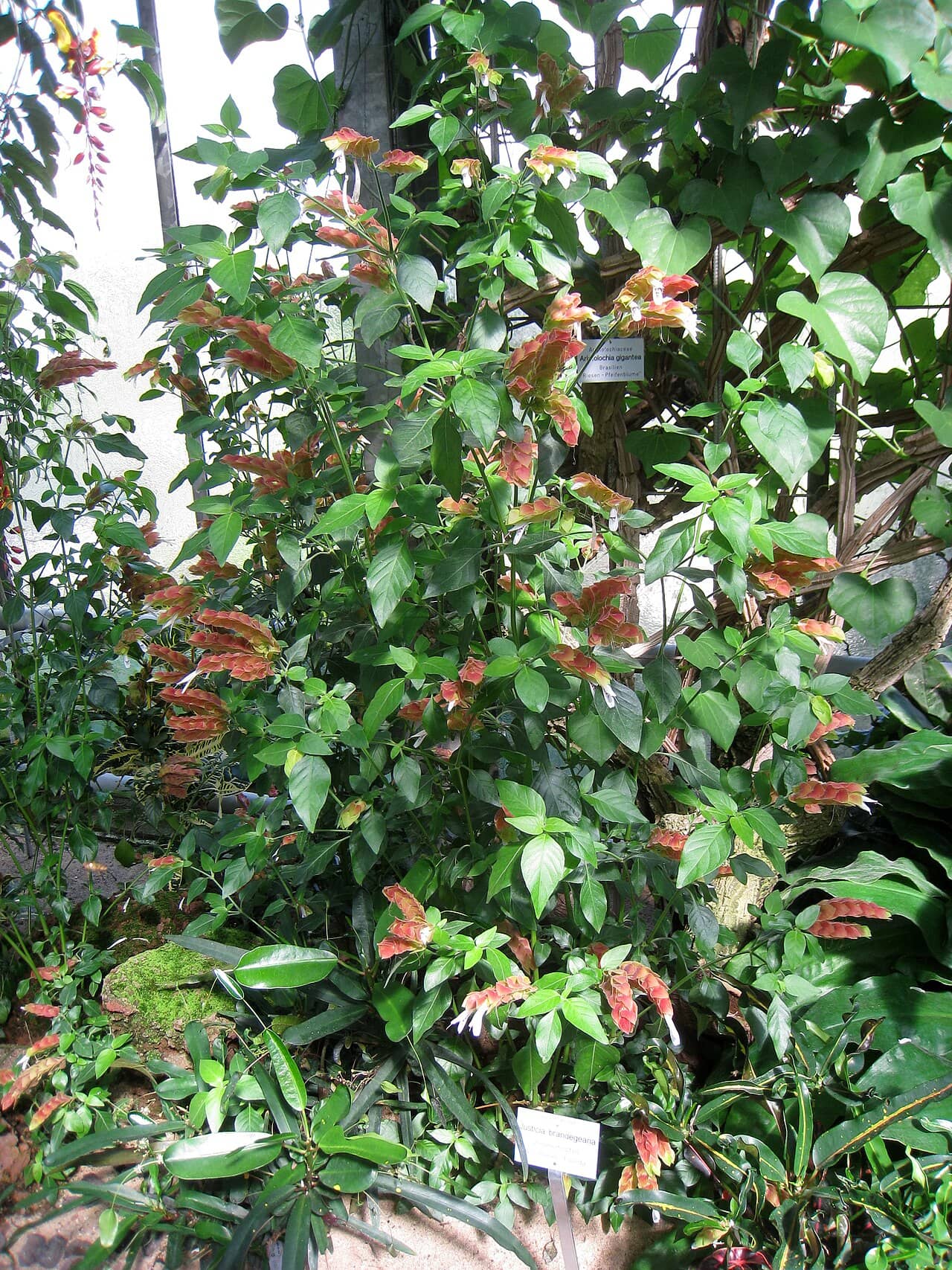 Shrimpplant (Justicia brandegeeana), the whole plant.