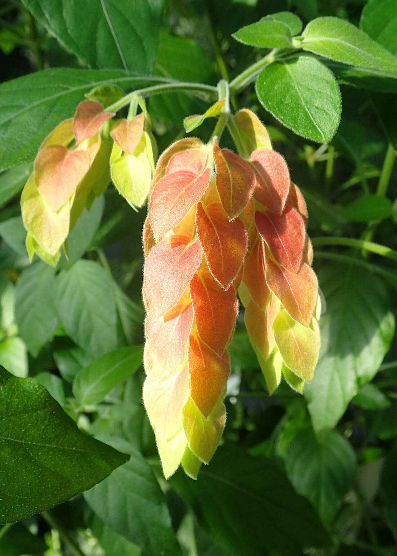 Flowers of Shrimpplant (Justicia brandegeeana).