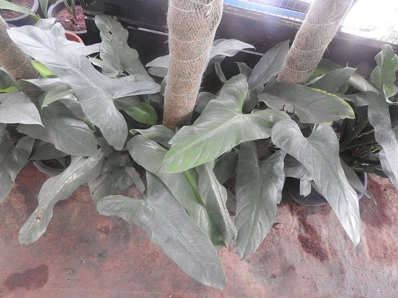 Silver Sword Philodendron (Philodendron hastatum), the whole plant.