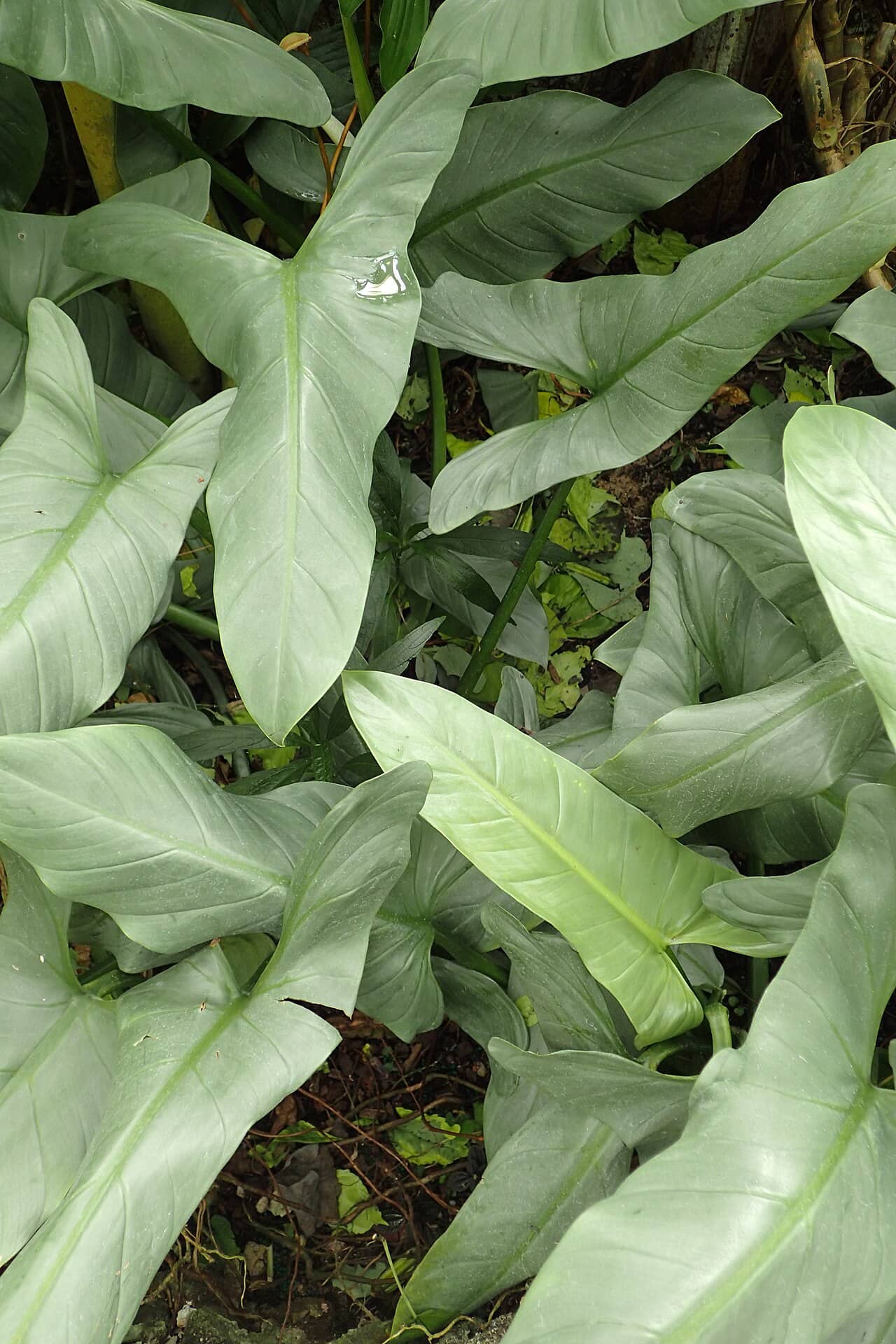 Close view of Silver Sword Philodendron (Philodendron hastatum) foliage.