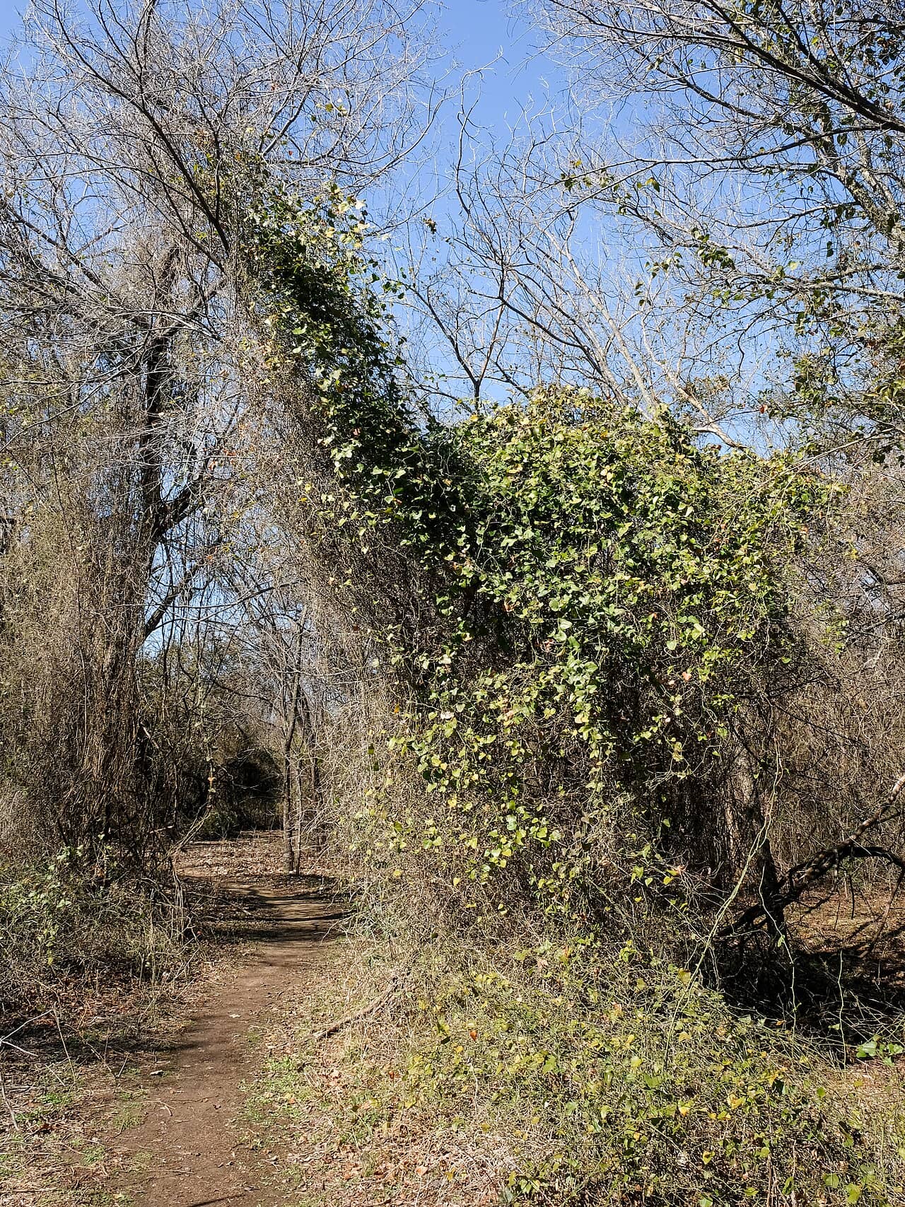 Bullbriar (Smilax bona-nox), the whole plant.