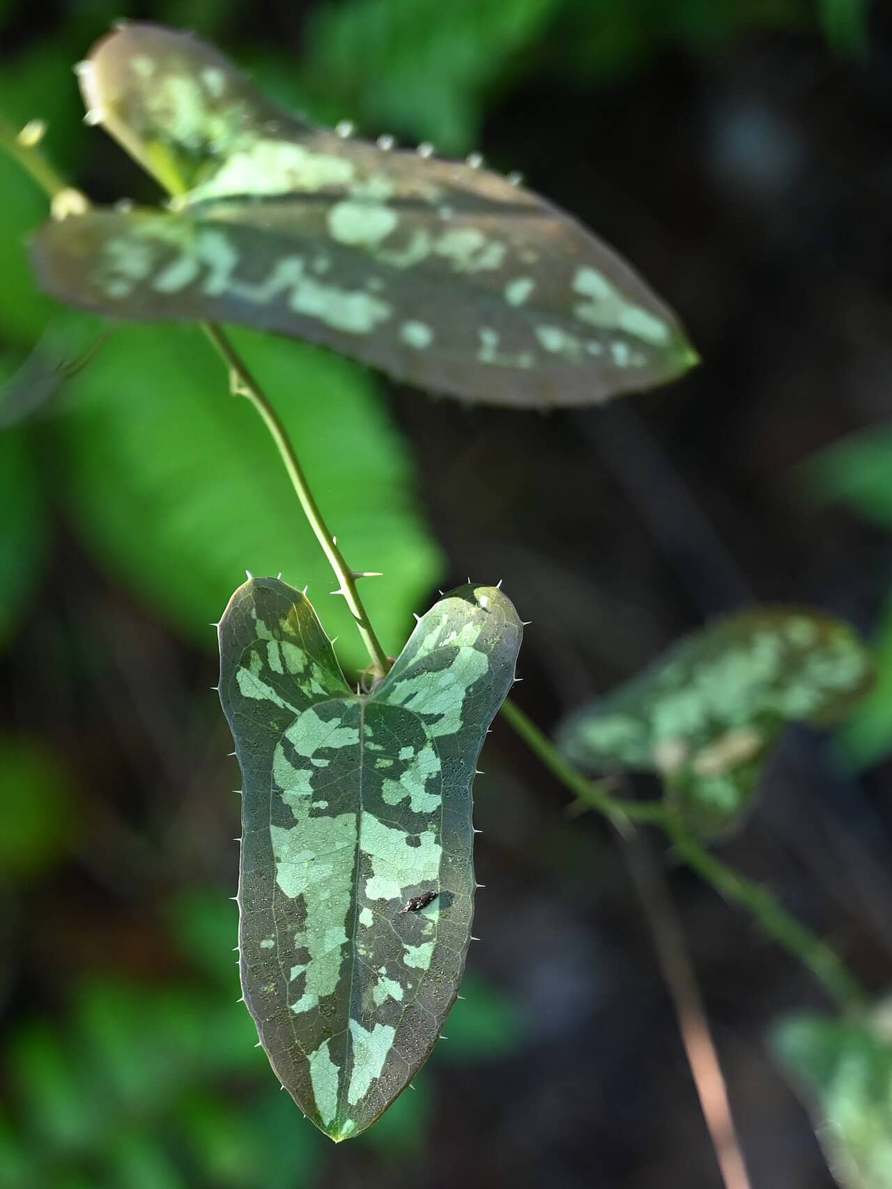 Close view of Bullbriar (Smilax bona-nox) foliage.
