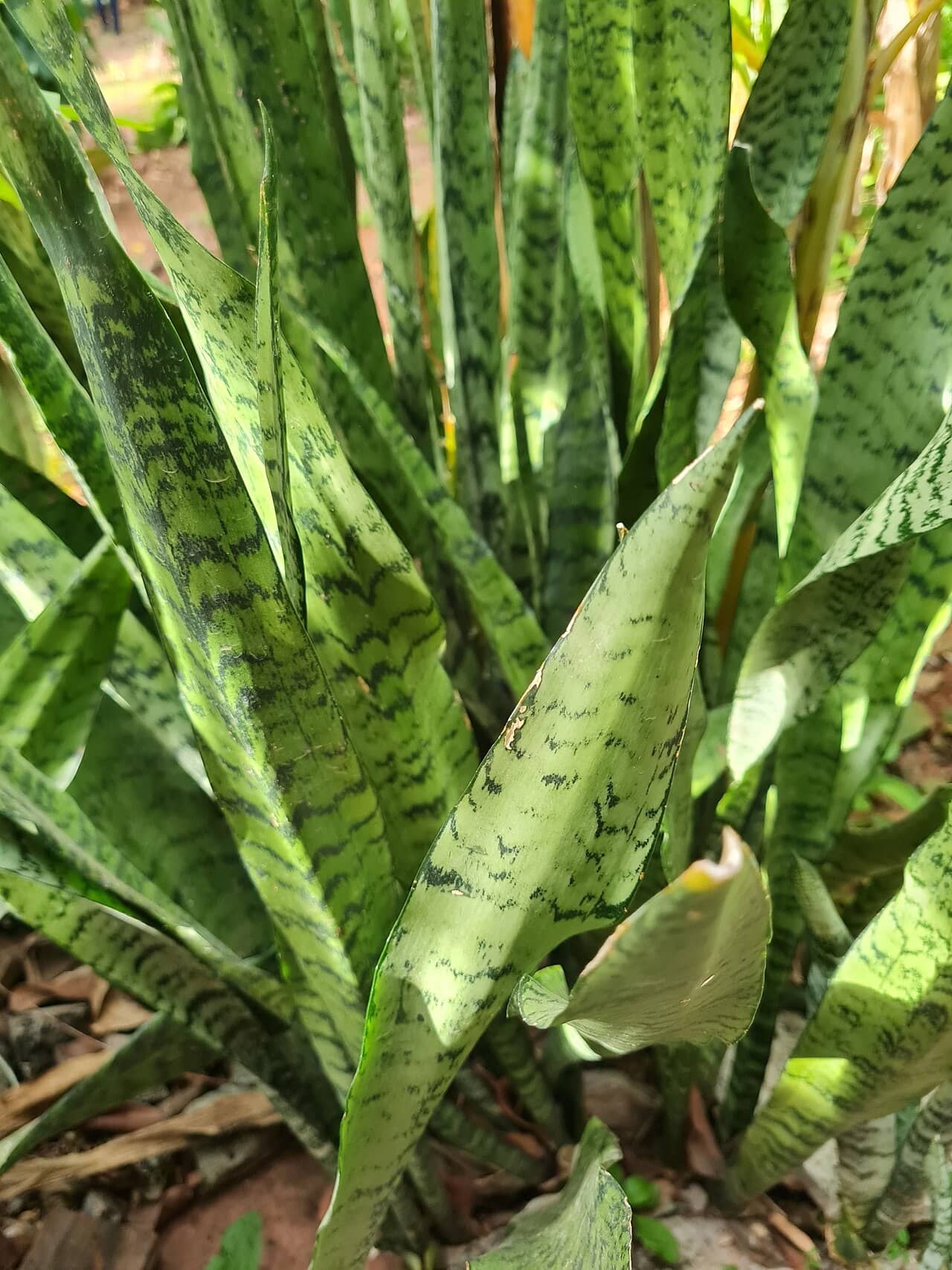 Snake plant (Dracaena trifasciata), the whole plant.