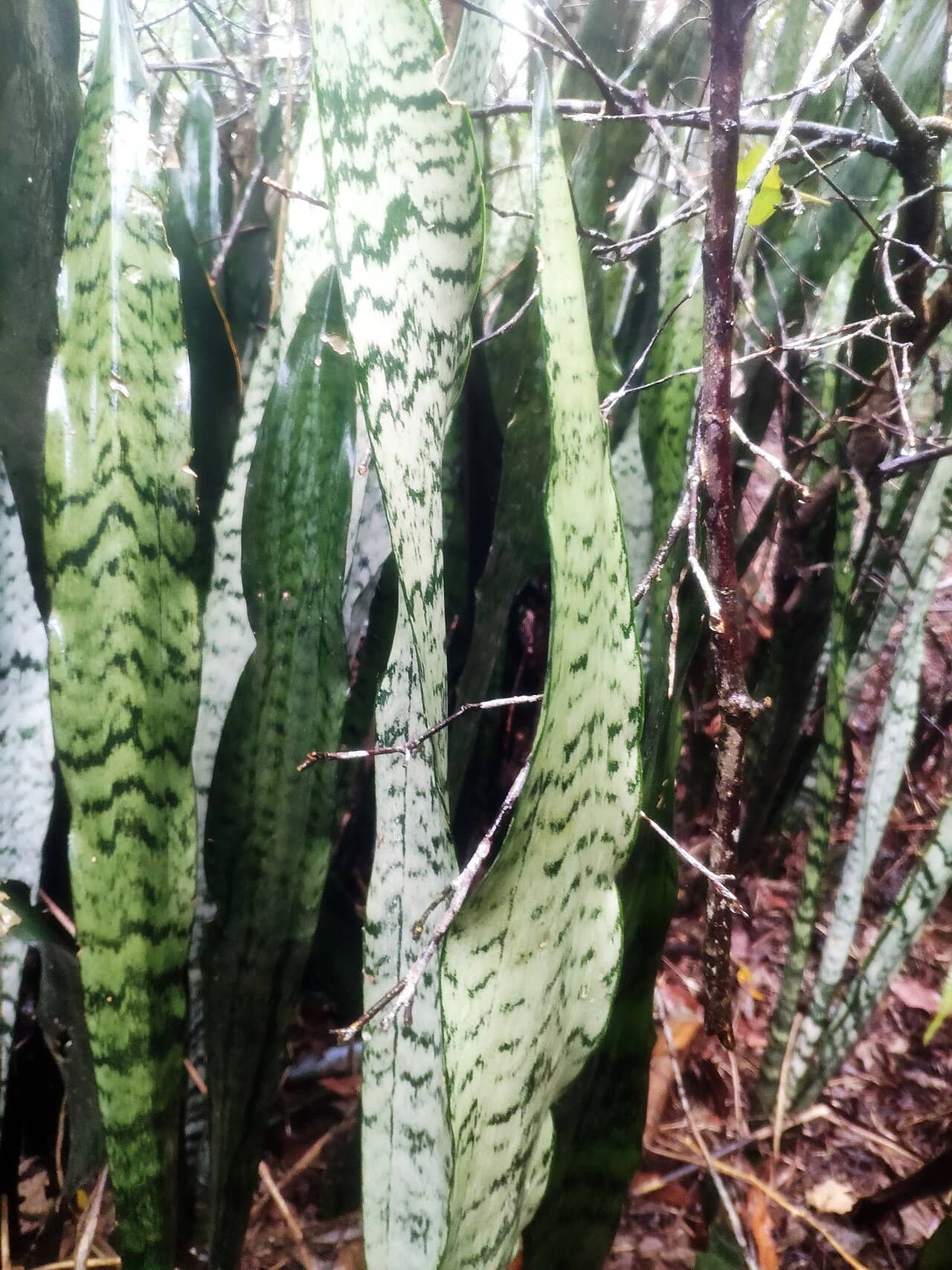 Close view of Snake plant (Dracaena trifasciata) foliage.