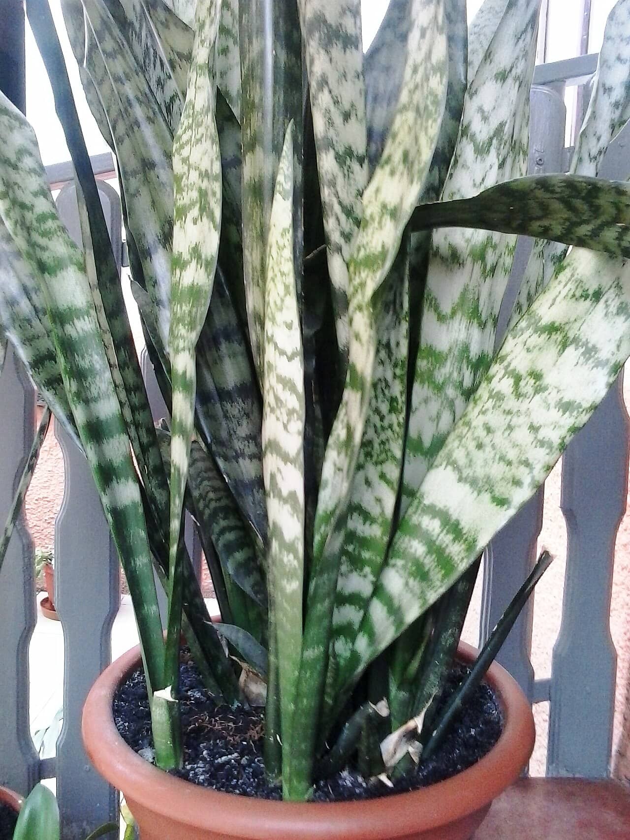 Snake plant (Dracaena trifasciata) growing in a pot.